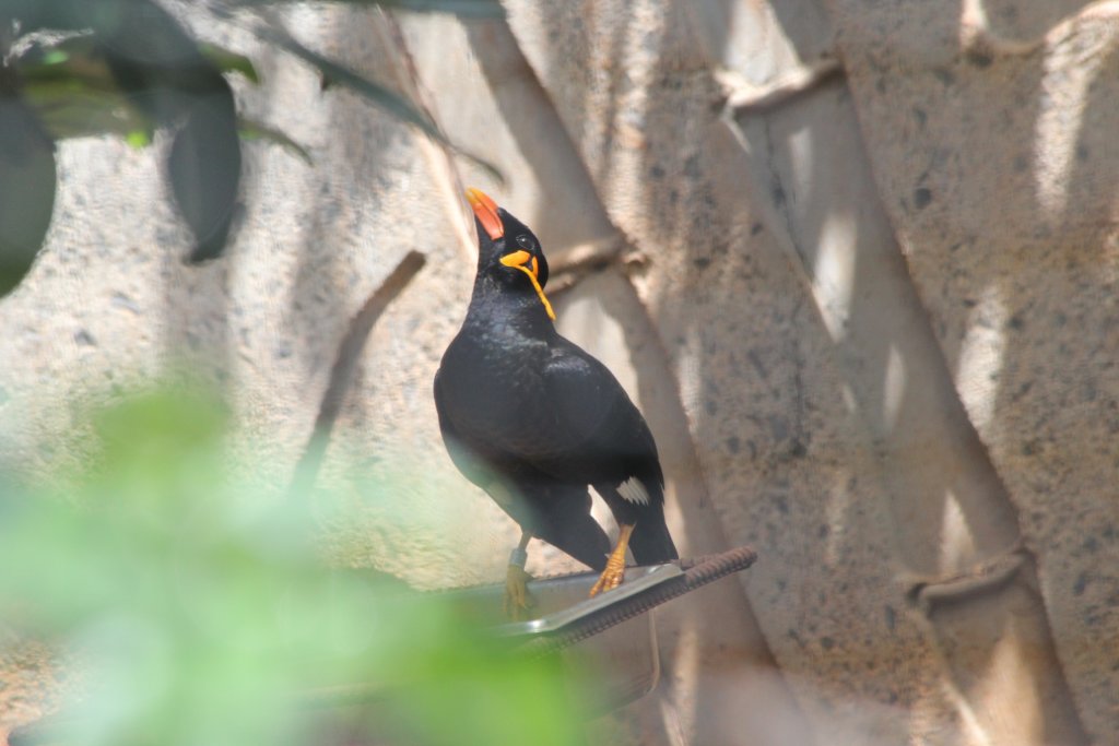 Hill Myna