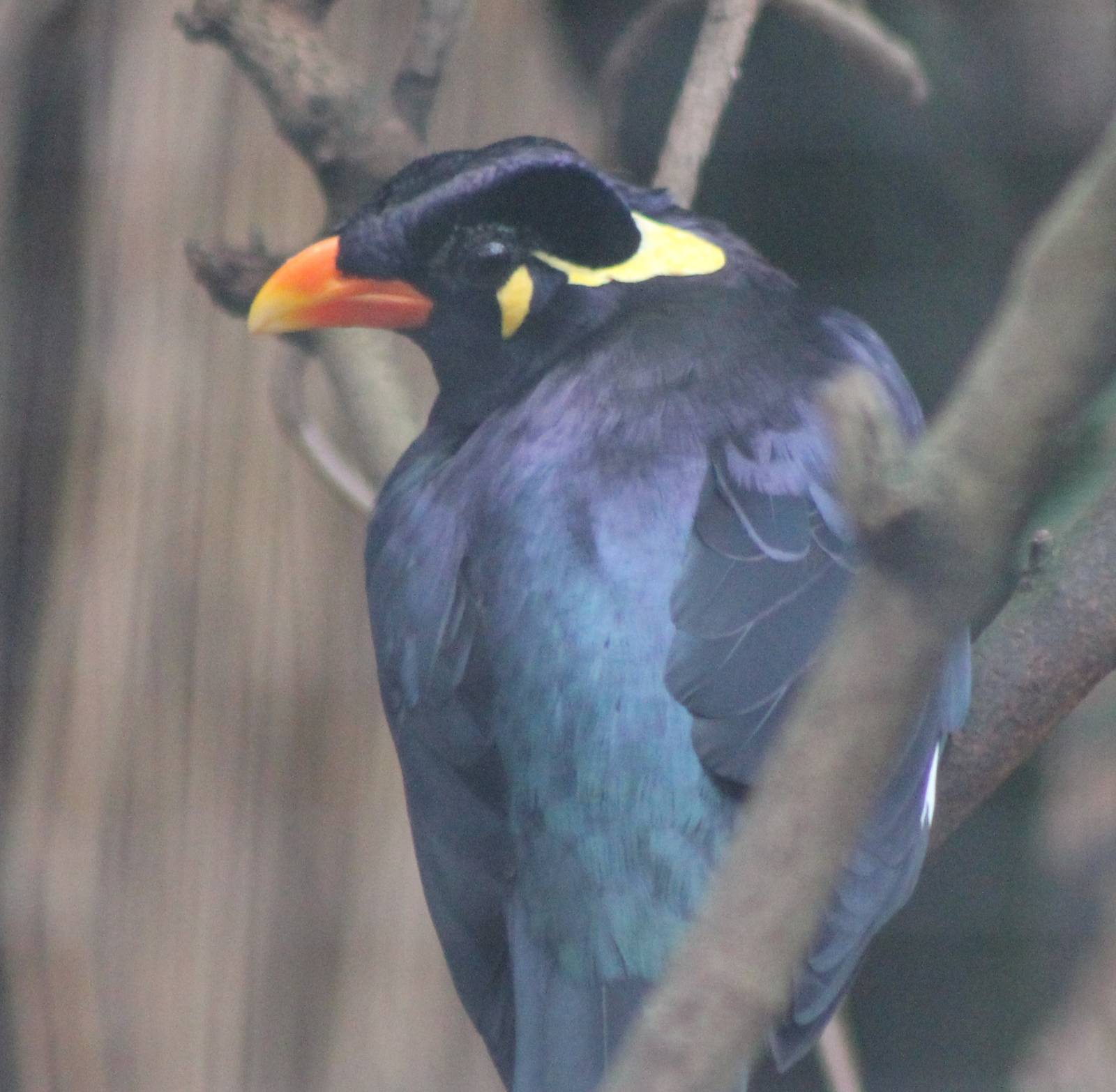 Hill myna