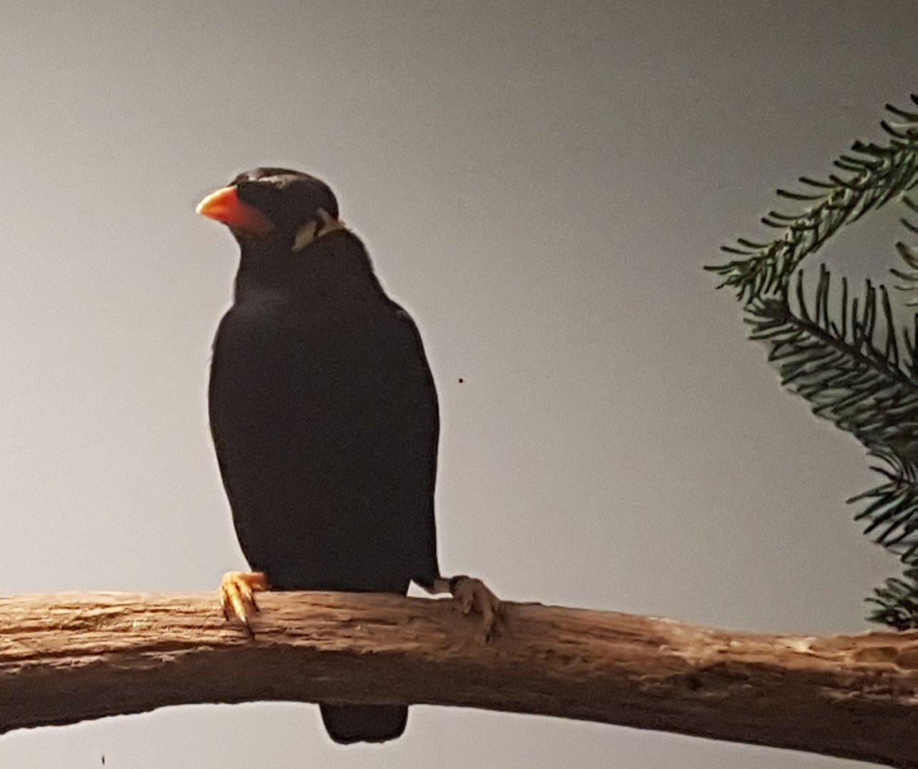 Hill myna