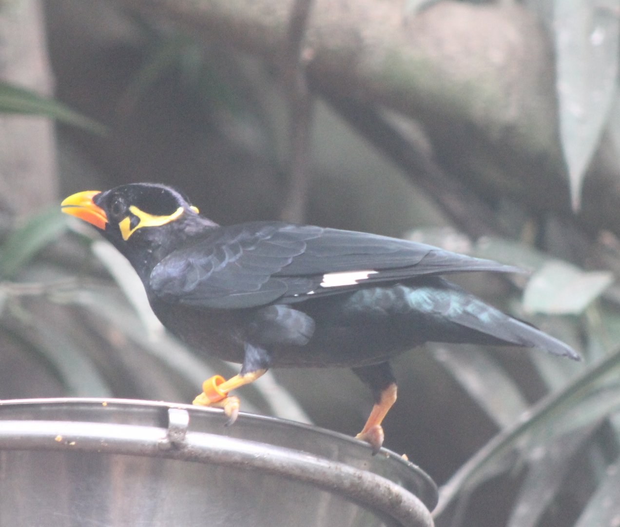 Hill myna