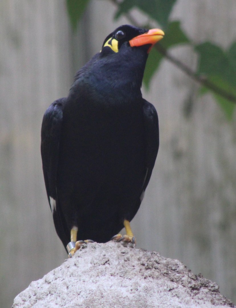 Hill myna