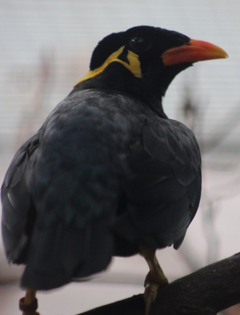 Hill myna