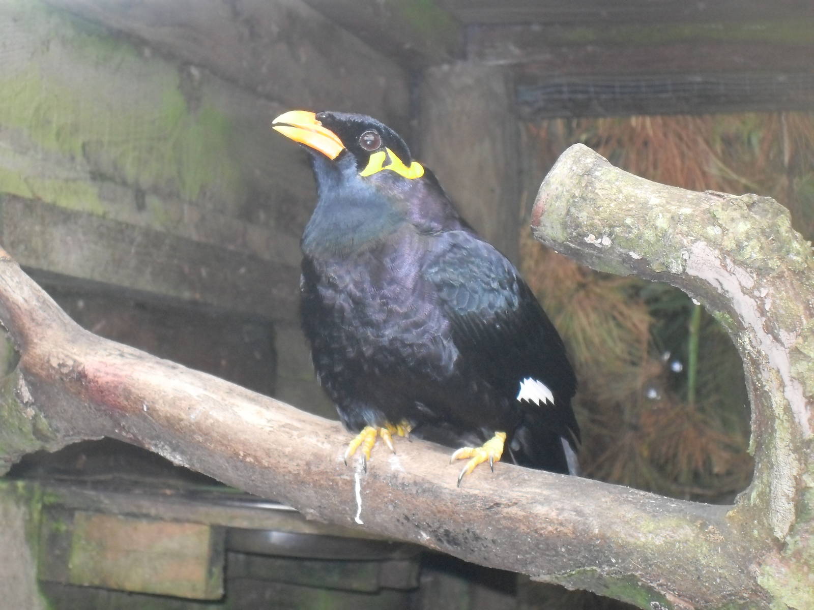 hill mynah 2 07/10
