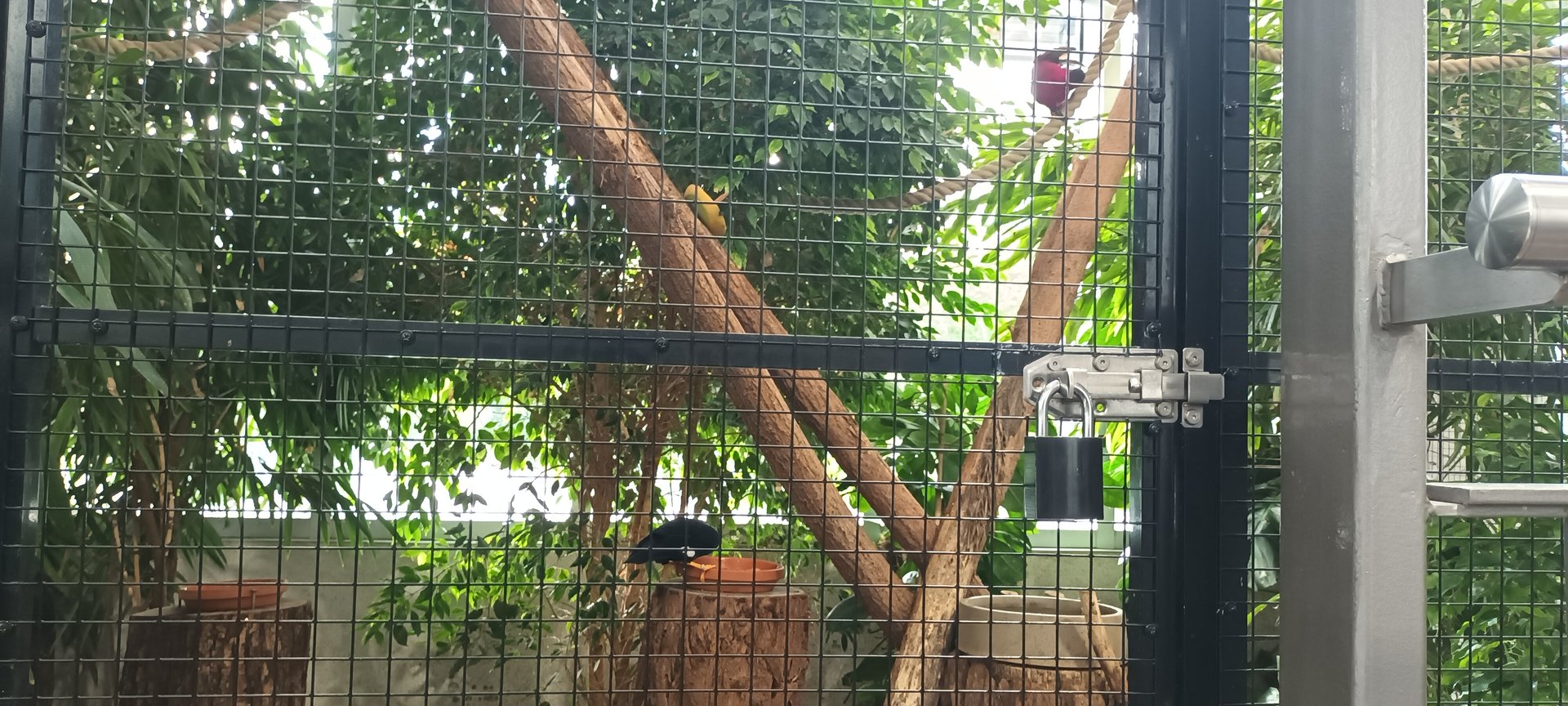 Hill Mynah and Purple naped Lorikeet Aviary