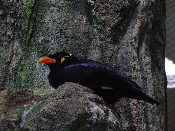 Hill mynah (Gracula religiosa)