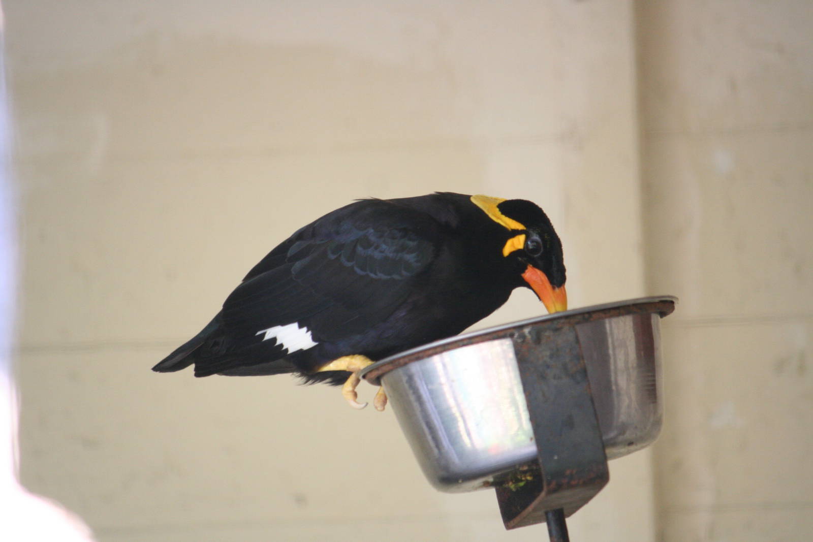 Hill mynah