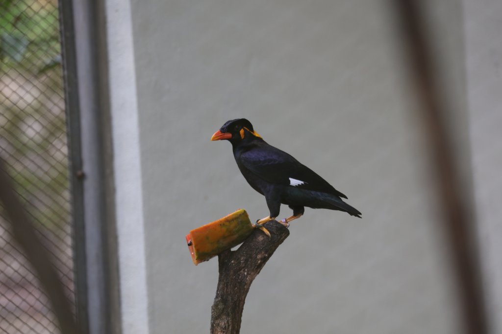 Hill Mynah