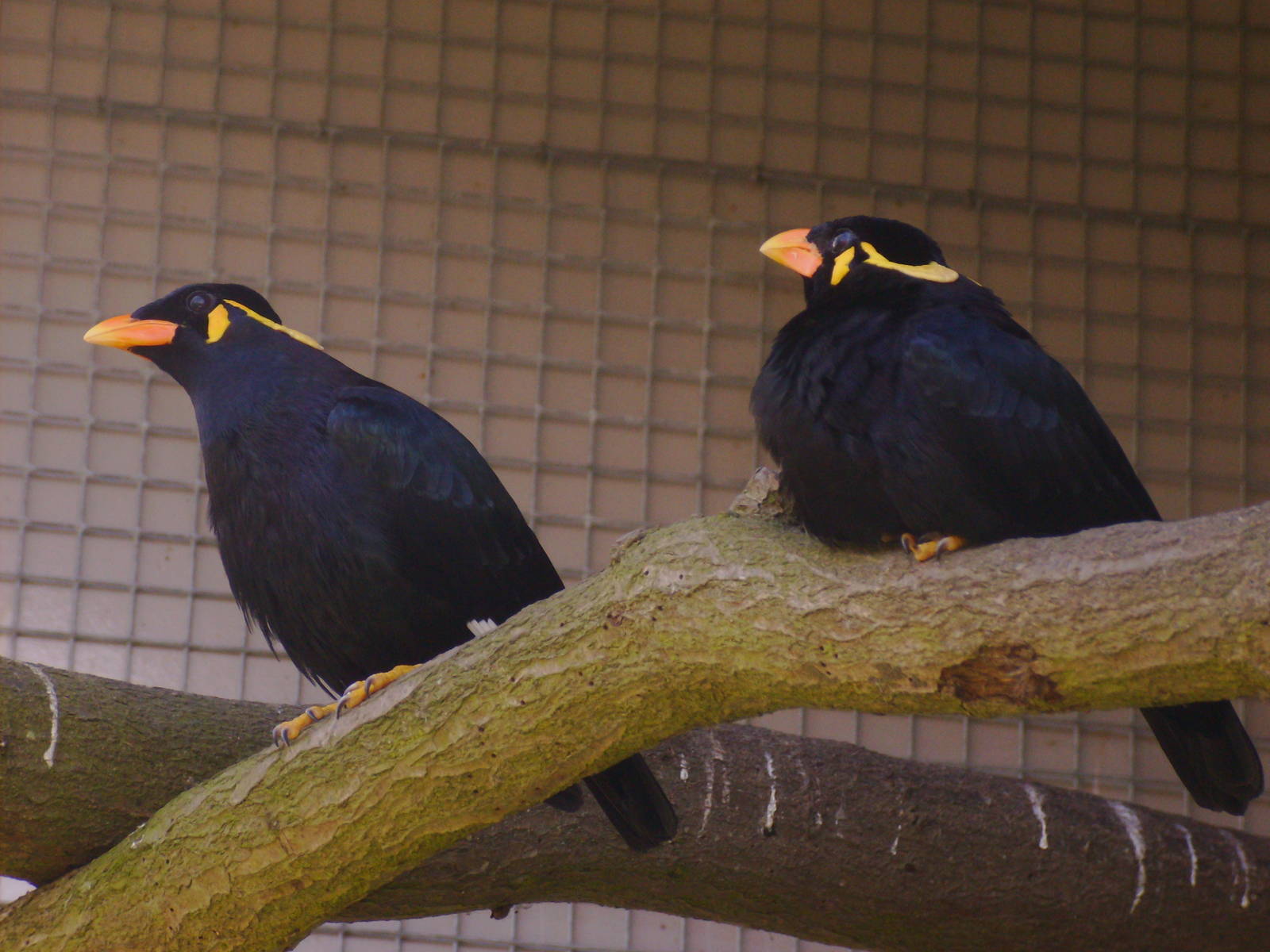 Hill Mynah