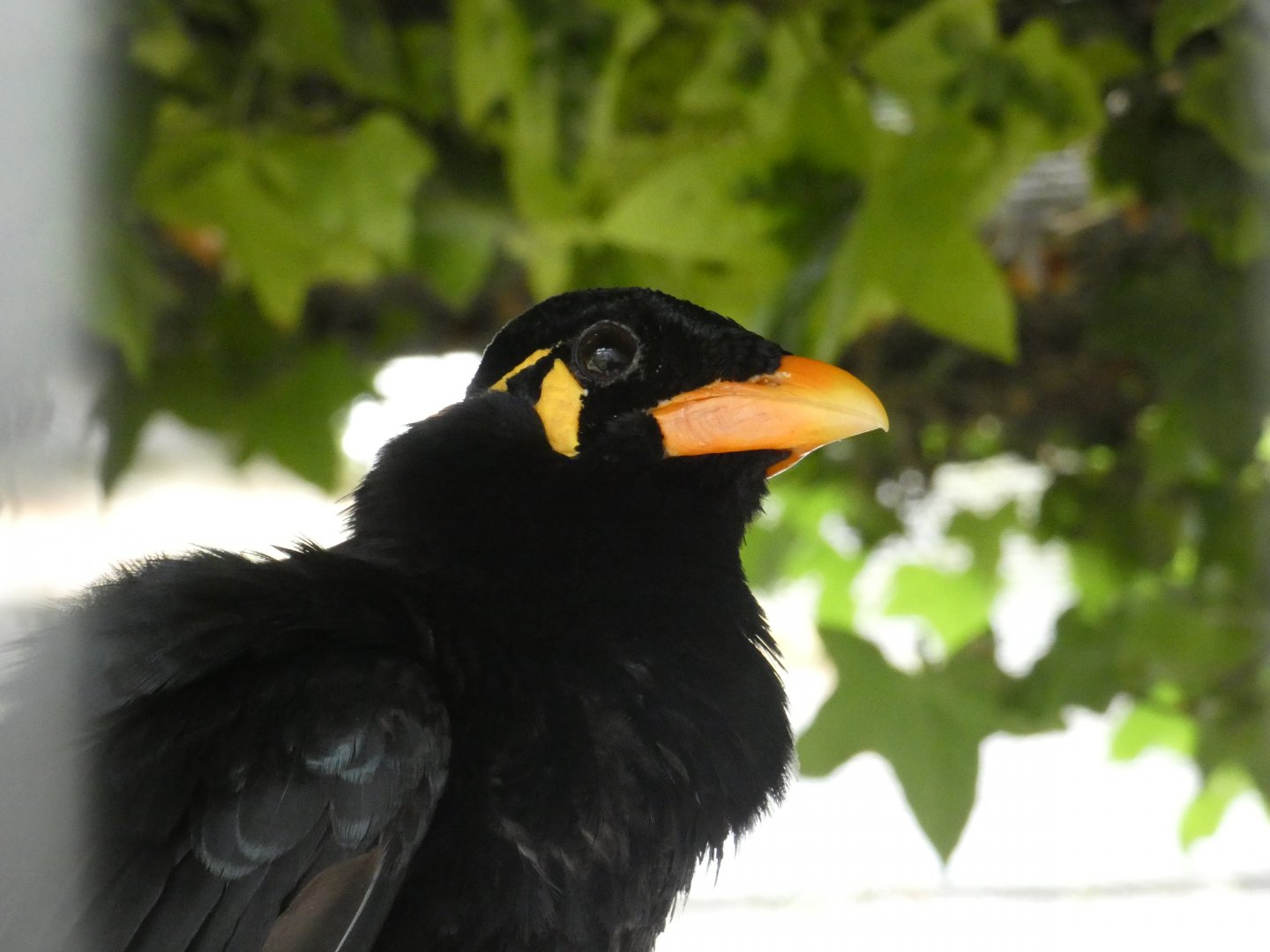 Hill mynah