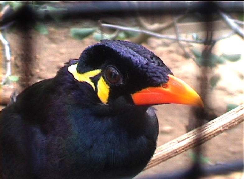 Hill mynah