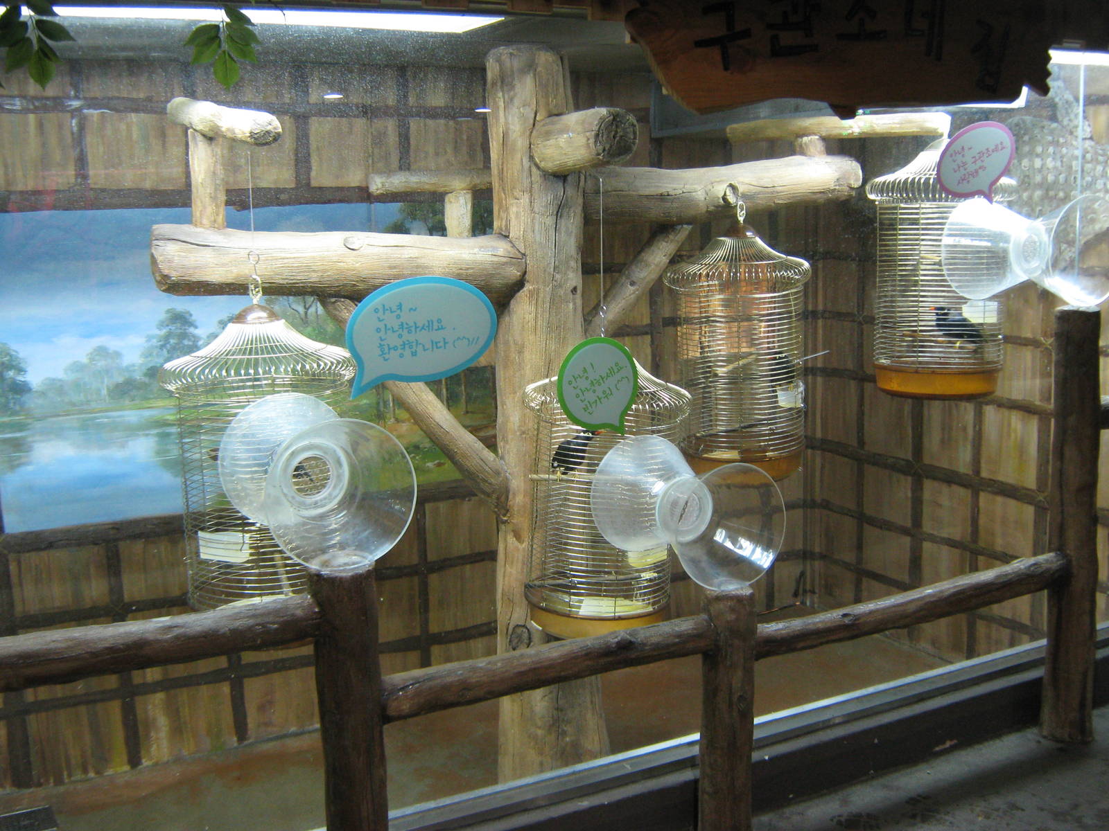 hill mynahs in the Bird House