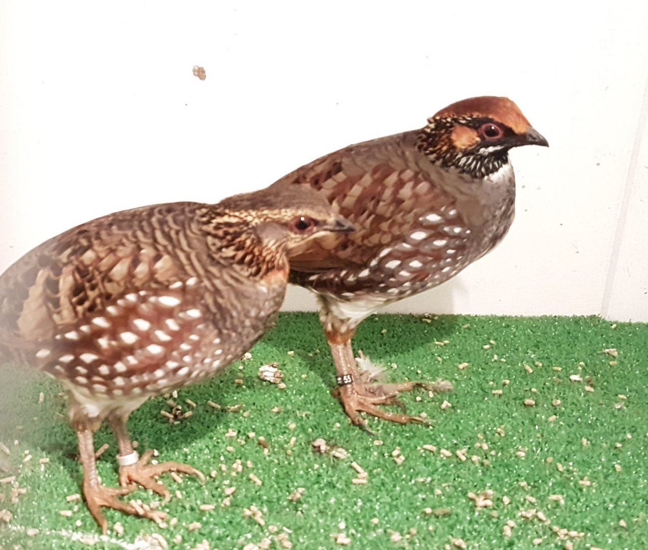 Hill patridges - Arborophila torqueola