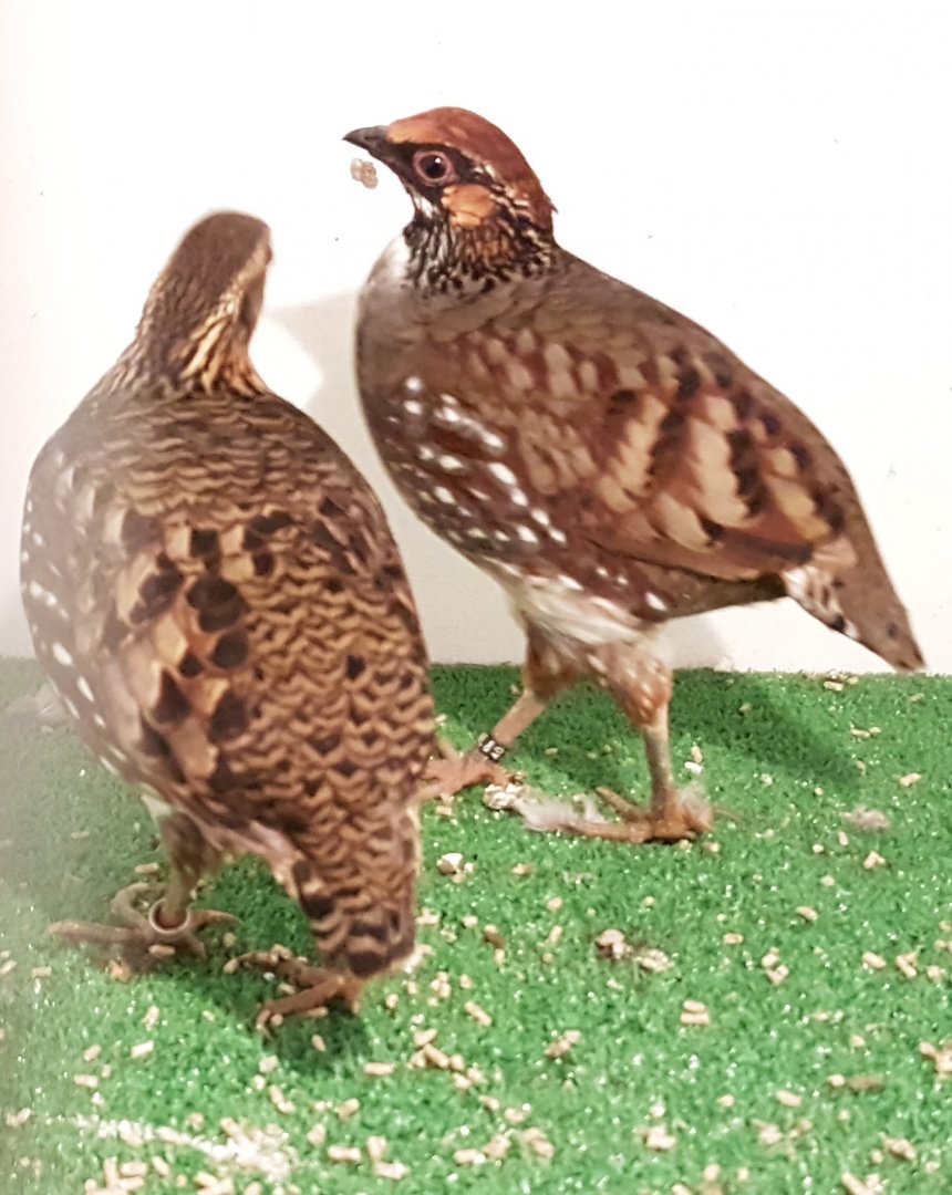 Hill patridges - Arborophila torqueola