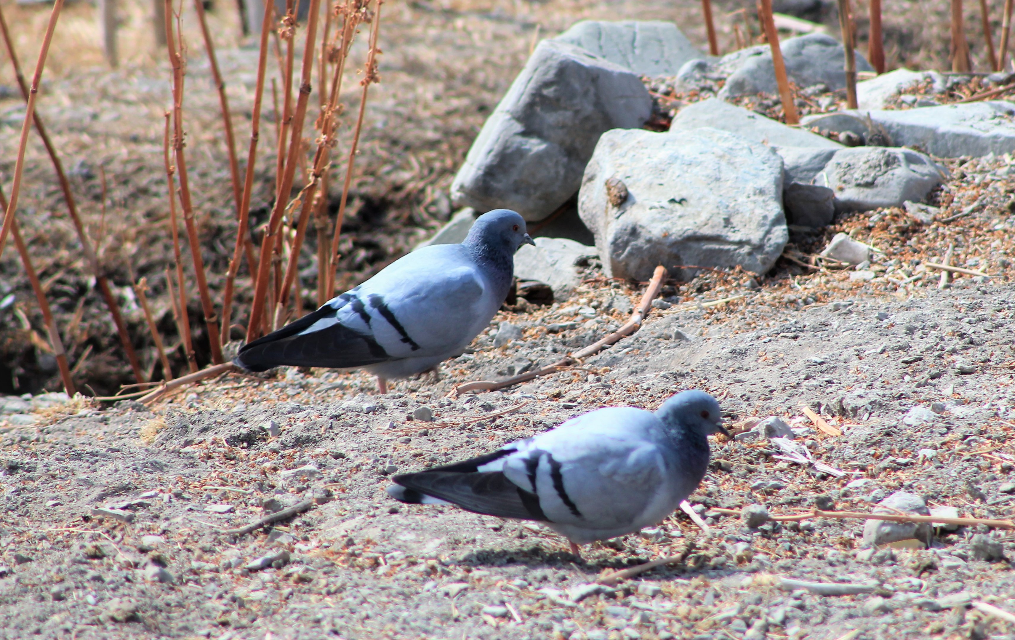 Hill Pigeons (Columba rupestris turkestanica)
