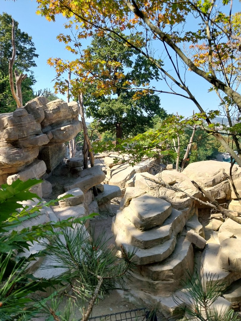 Hillside loop - Enclosure for barbary macaque and barbary sheep