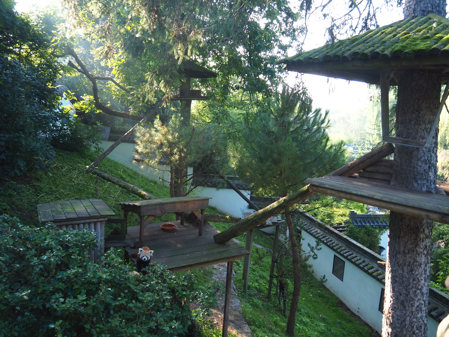 Hillside Nepalese red panda exhibit, 2021-09-03