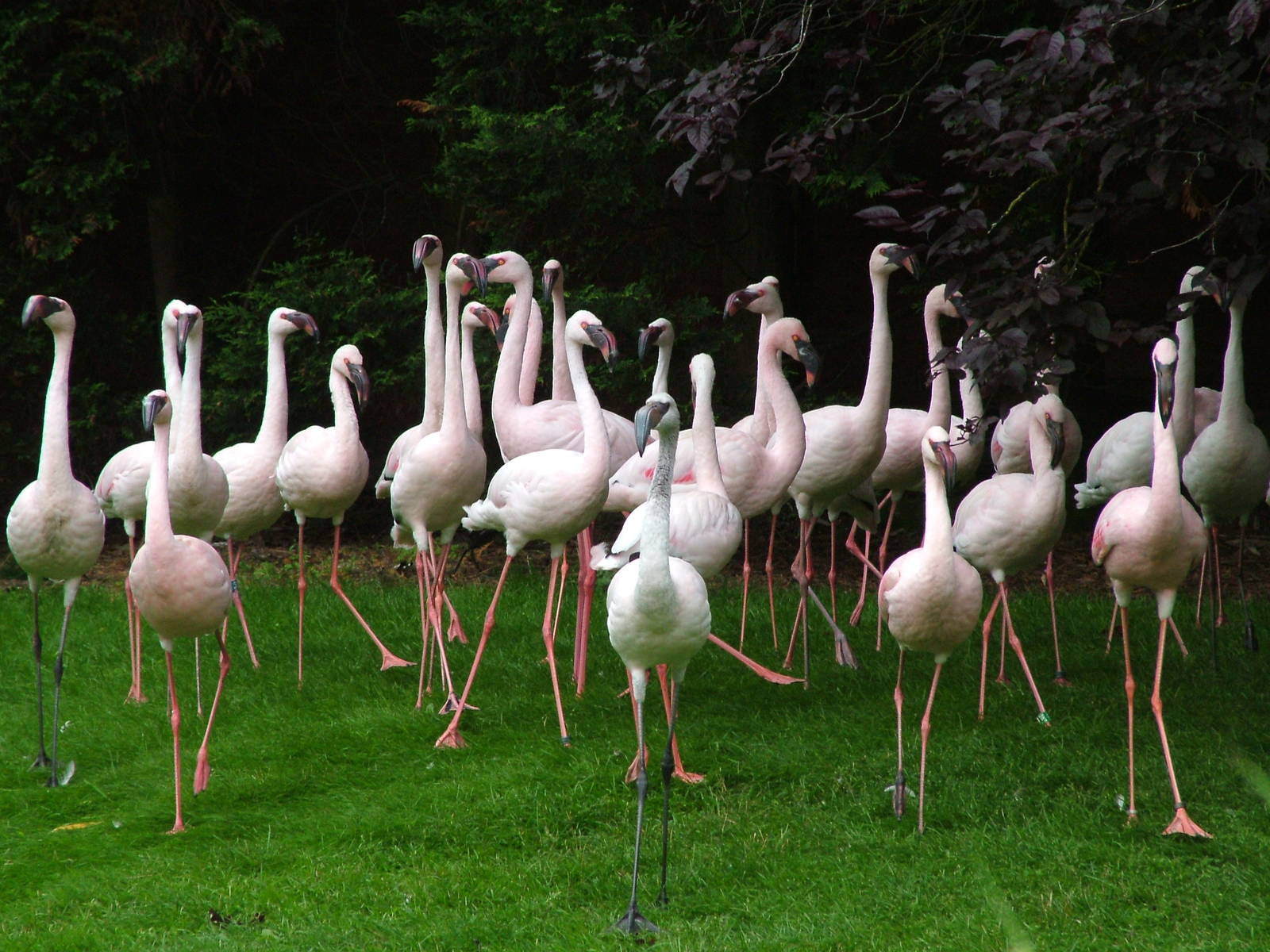 Hillside Open Day 08/08/10