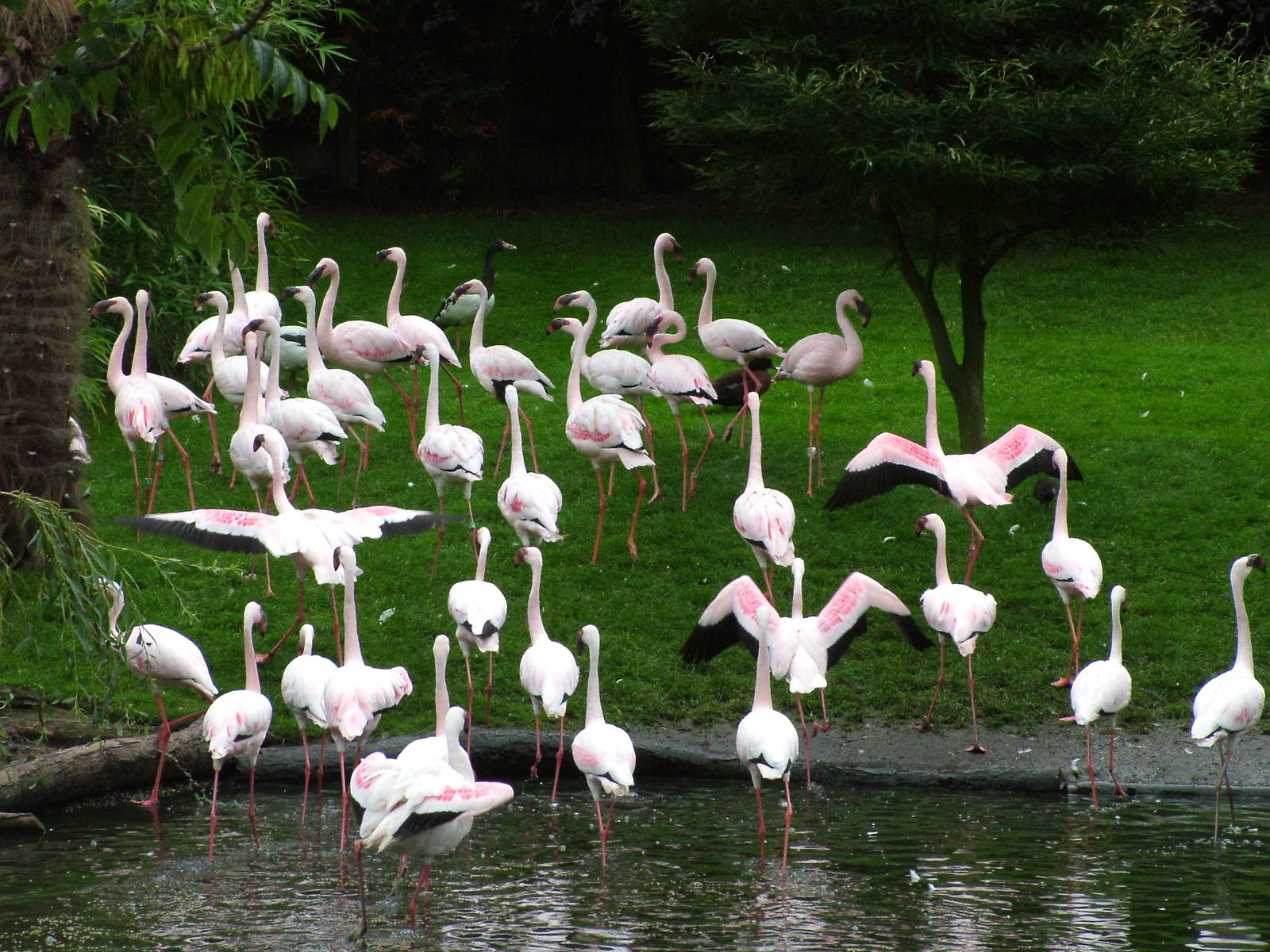 Hillside Open Day 08/08/10