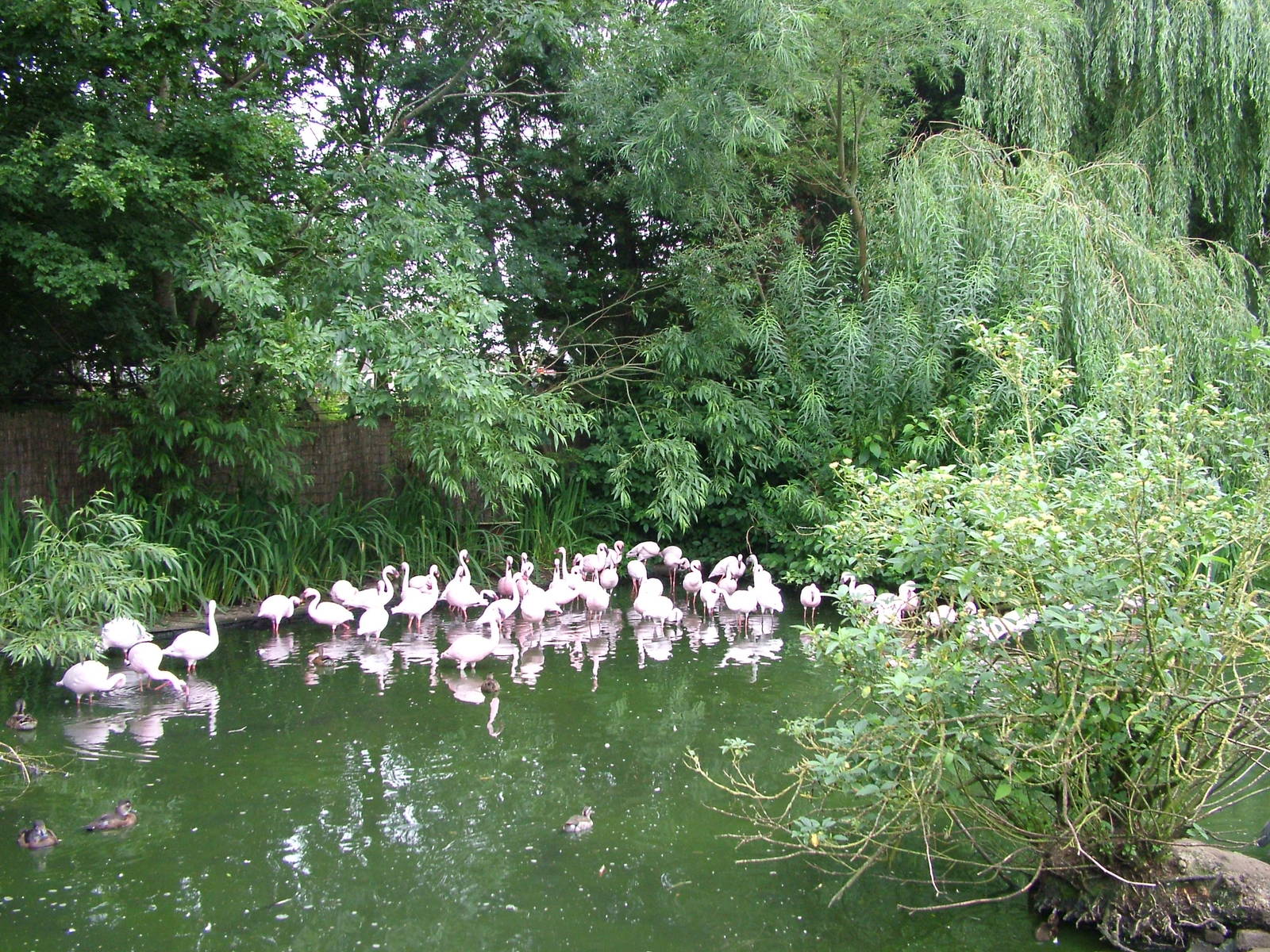 Hillside Open Day 08/08/10