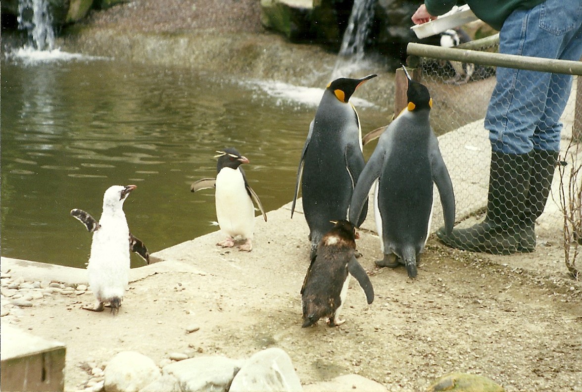 Hillside Ornamental Fowl, Mobberley 8th May 1996