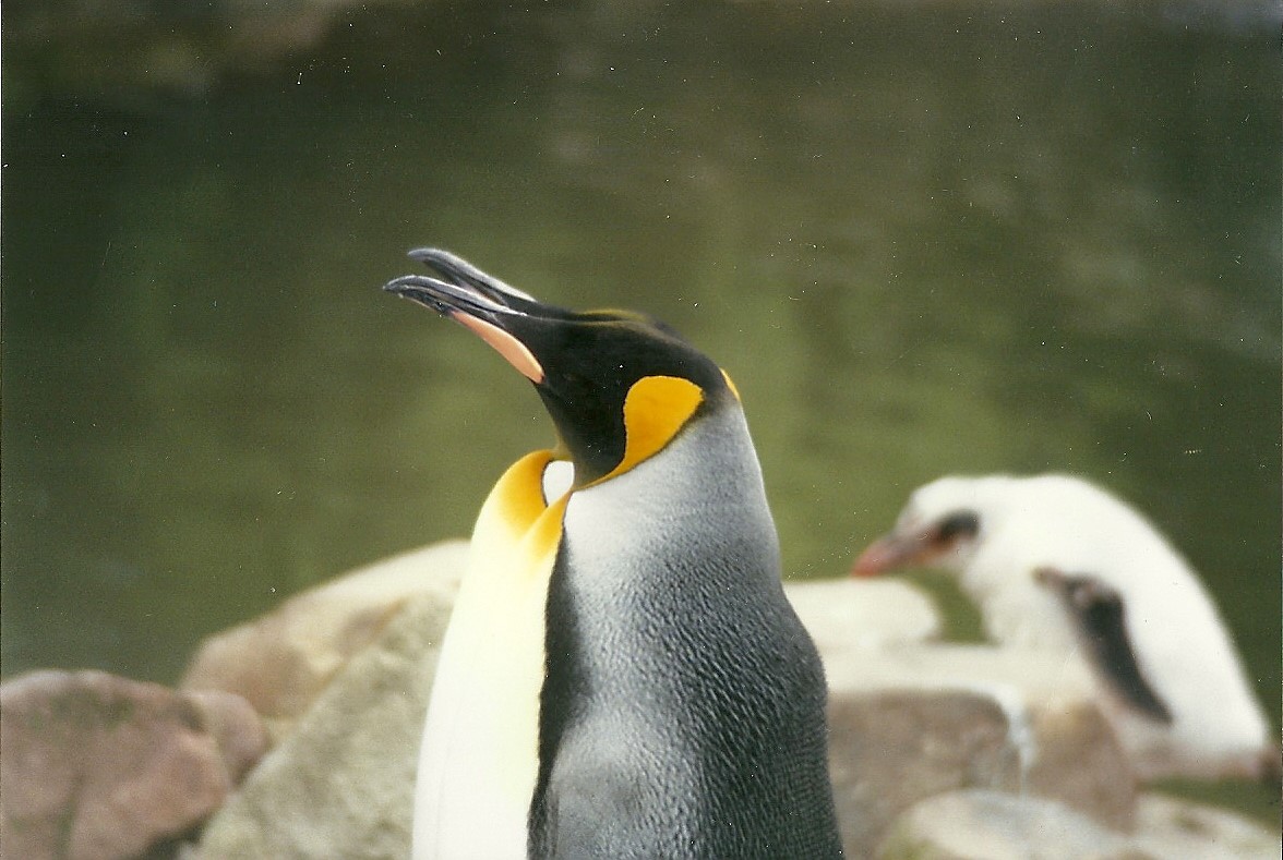 Hillside Ornamental Fowl, Mobberley 8th May 1996