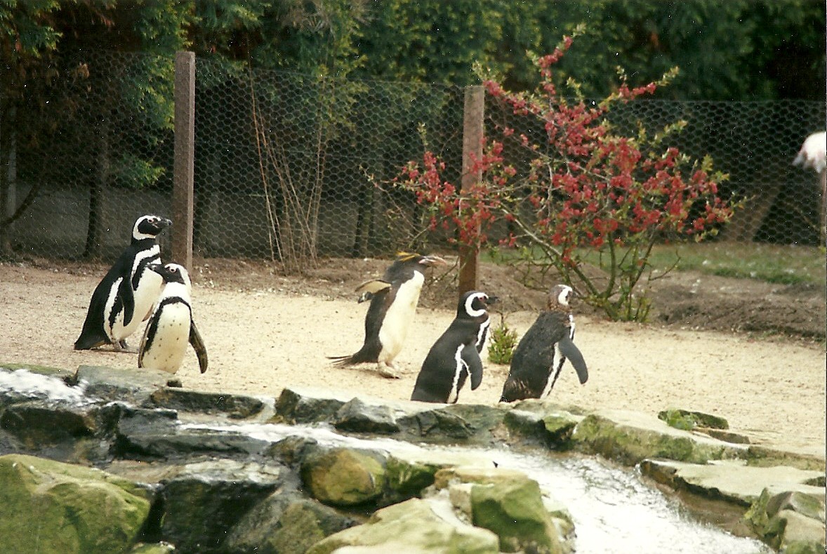 Hillside Ornamental Fowl, Mobberley 8th May 1996