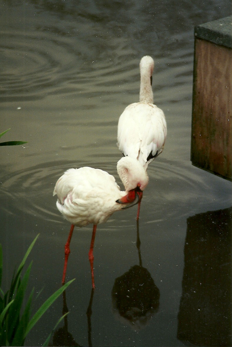 Hillside Ornamental Fowl, Mobberley 8th May 1996
