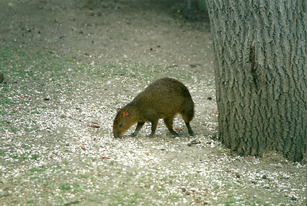Hillside Ornamental Fowl, Mobberley 8th May 1996