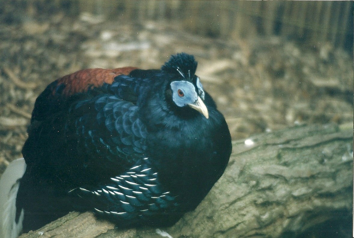 Hillside Ornamental Fowl, Mobberley 8th May 1996