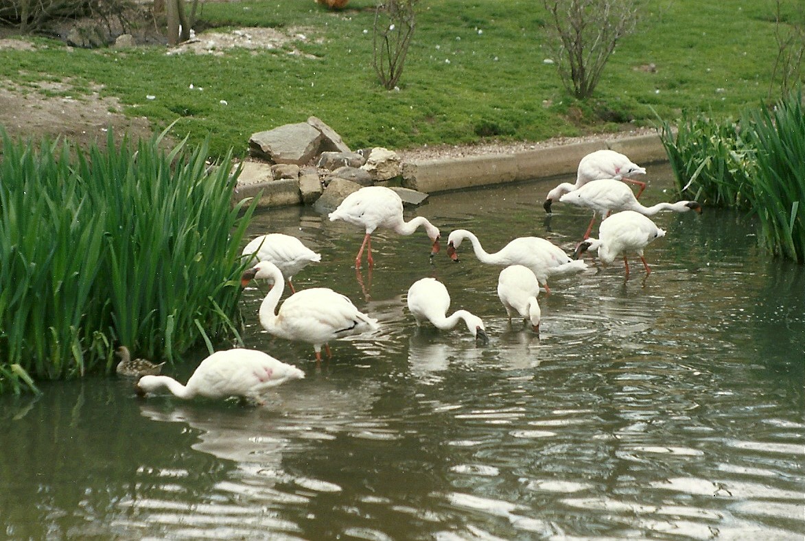 Hillside Ornamental Fowl, Mobberley 8th May 1996