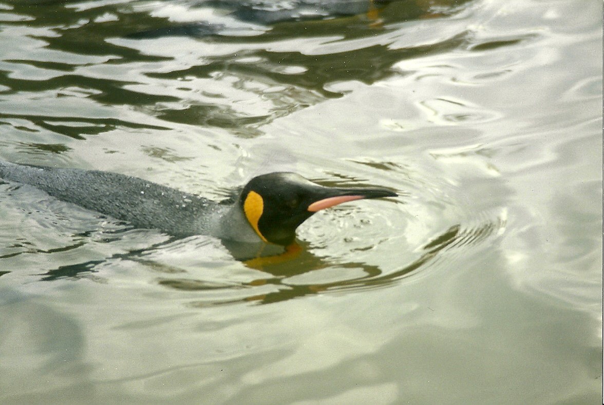Hillside Ornamental Fowl, Mobberley 8th May 1996