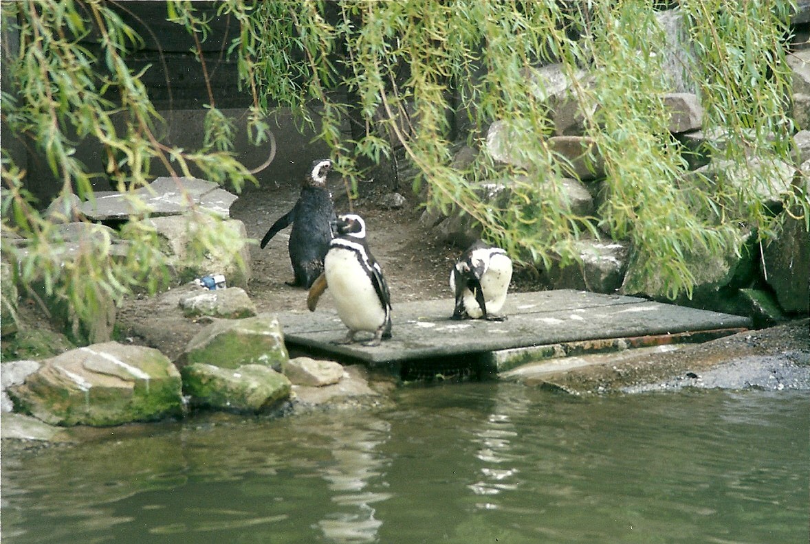 Hillside Ornamental Fowl, Mobberley 8th May 1996