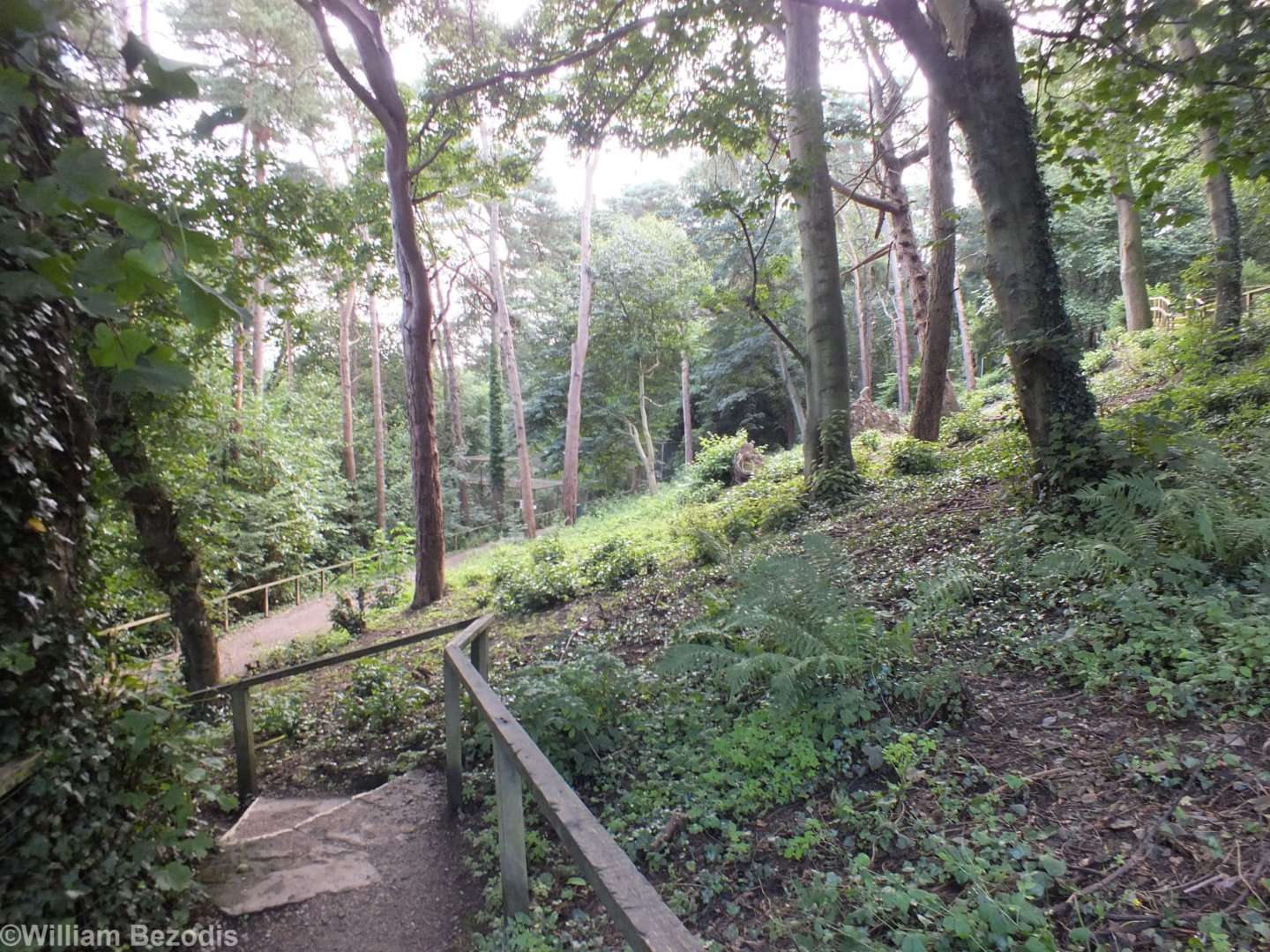Hillside Woodland Area (with Squirrel Enclosures Visible Below)
