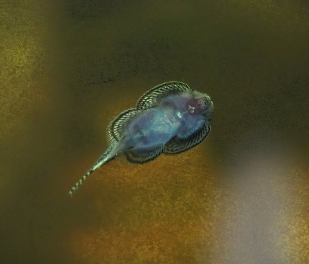 Hillstream loach (Sewellia or Beaufortia species?), 2024-02-17