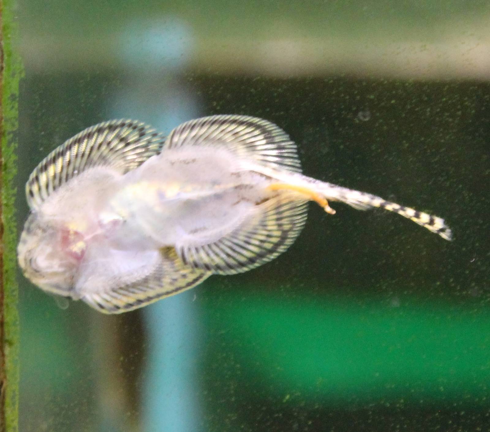 Hillstream loach species