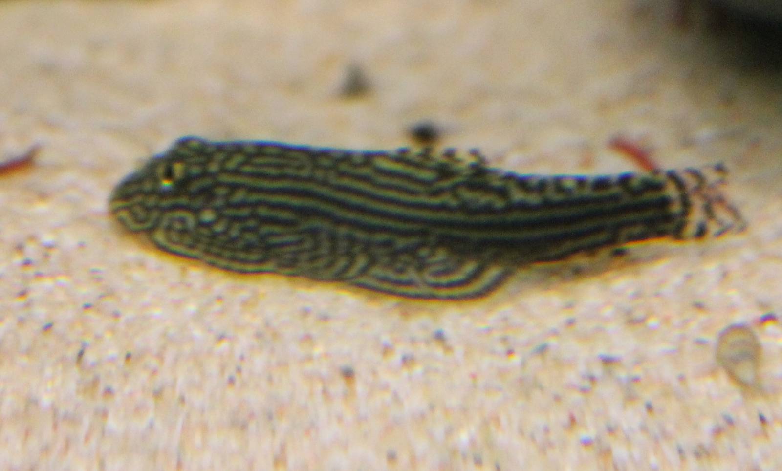 Hillstream loach species