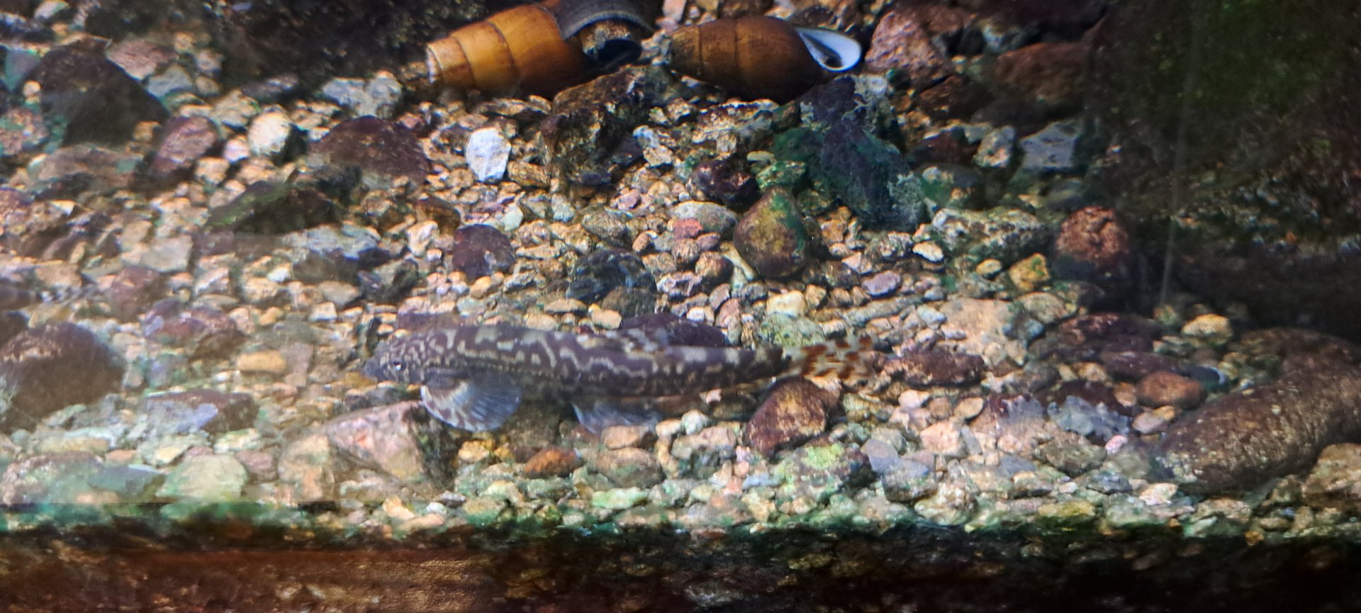 Hillstream Loach