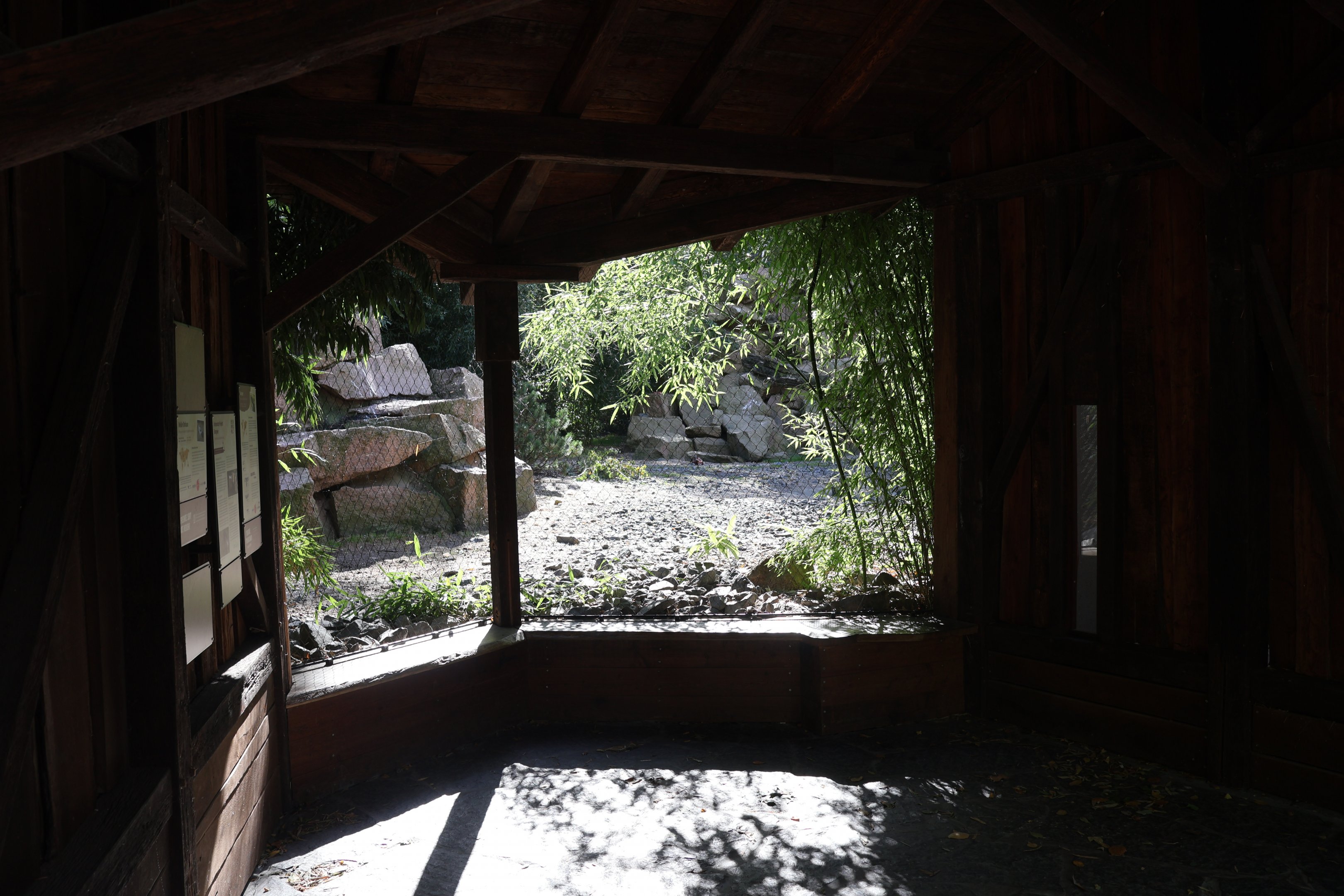 Himalaya - Bearded Vulture (Gypaetus barbatus barbatus) and Tibetan White Eared-pheasant (Crossoptilon crossoptilon drouynii) viewing point
