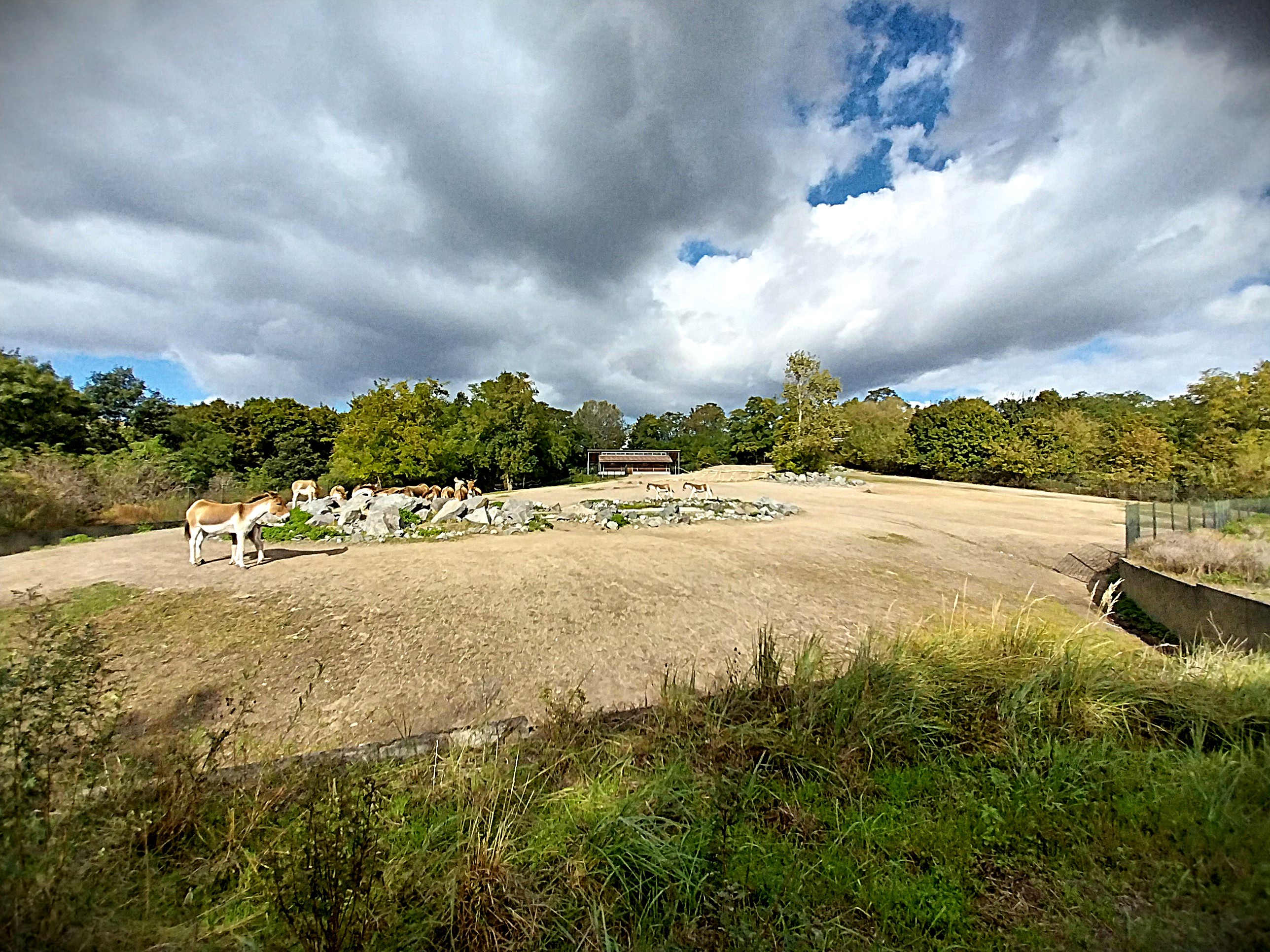 Himalaya - Eastern Kiang (Equus kiang holdereri)