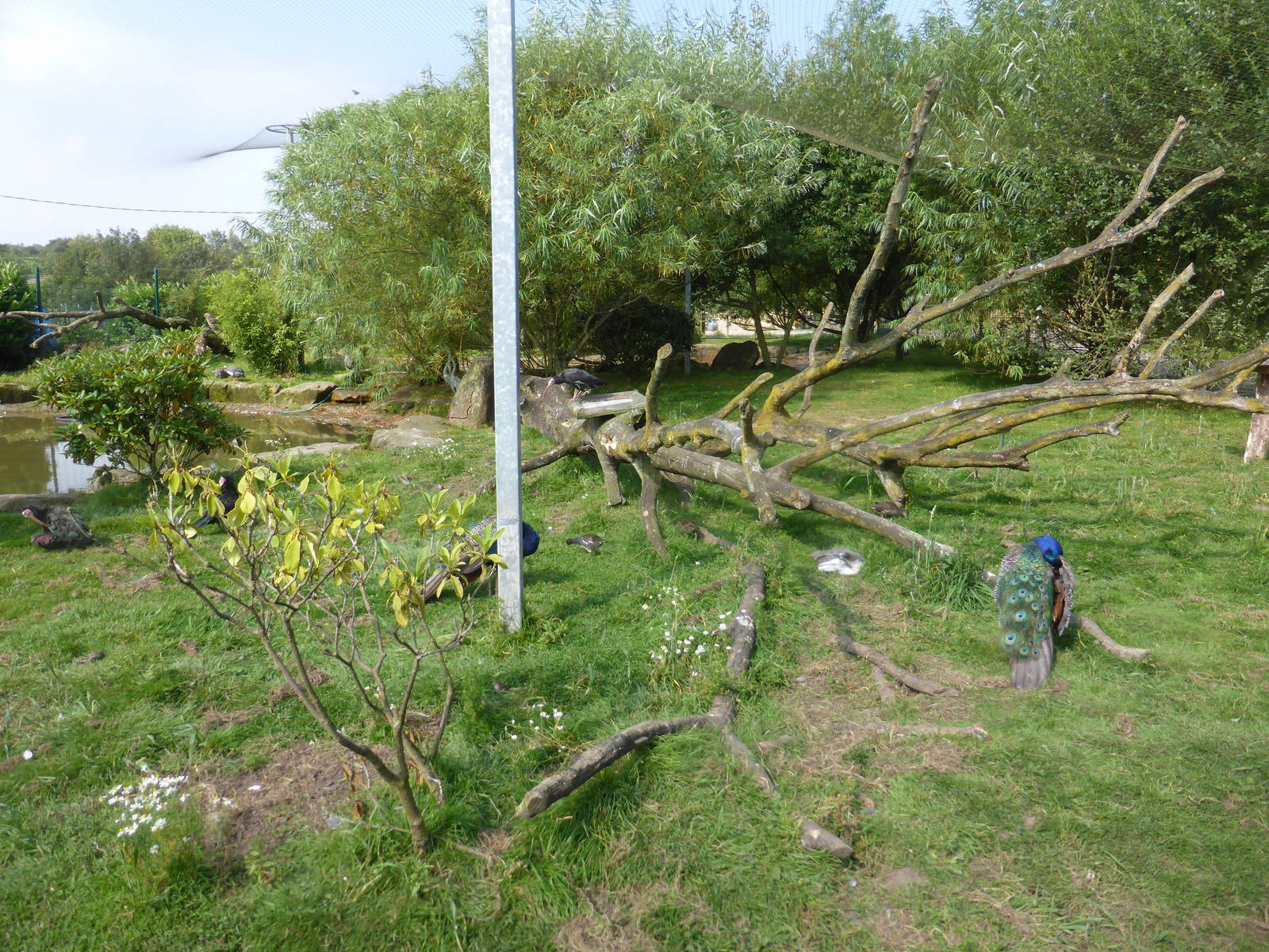 Himalaya Falls aviary