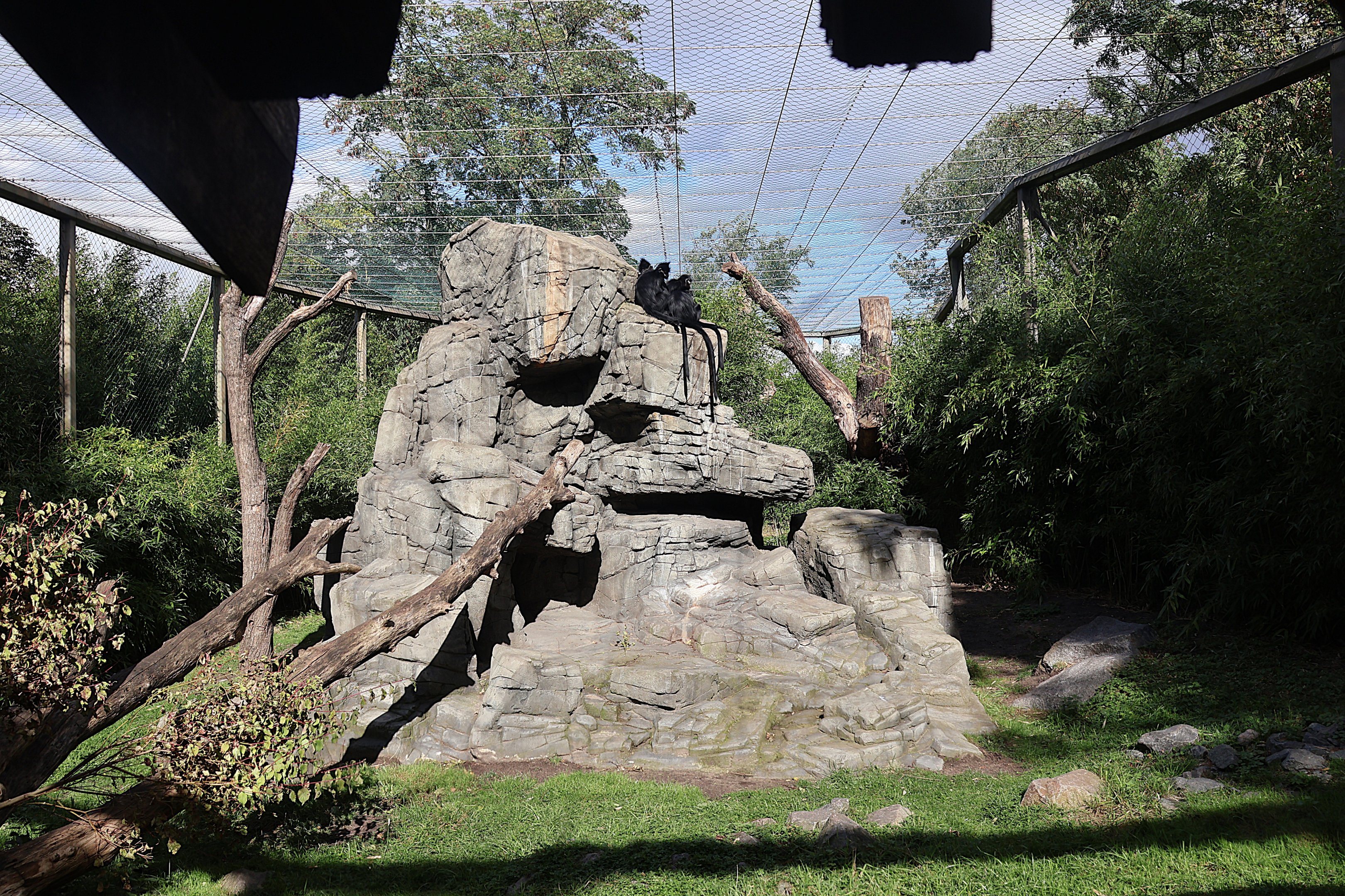 Himalaya - François' Leaf Monkey (Trachypithecus francoisi)