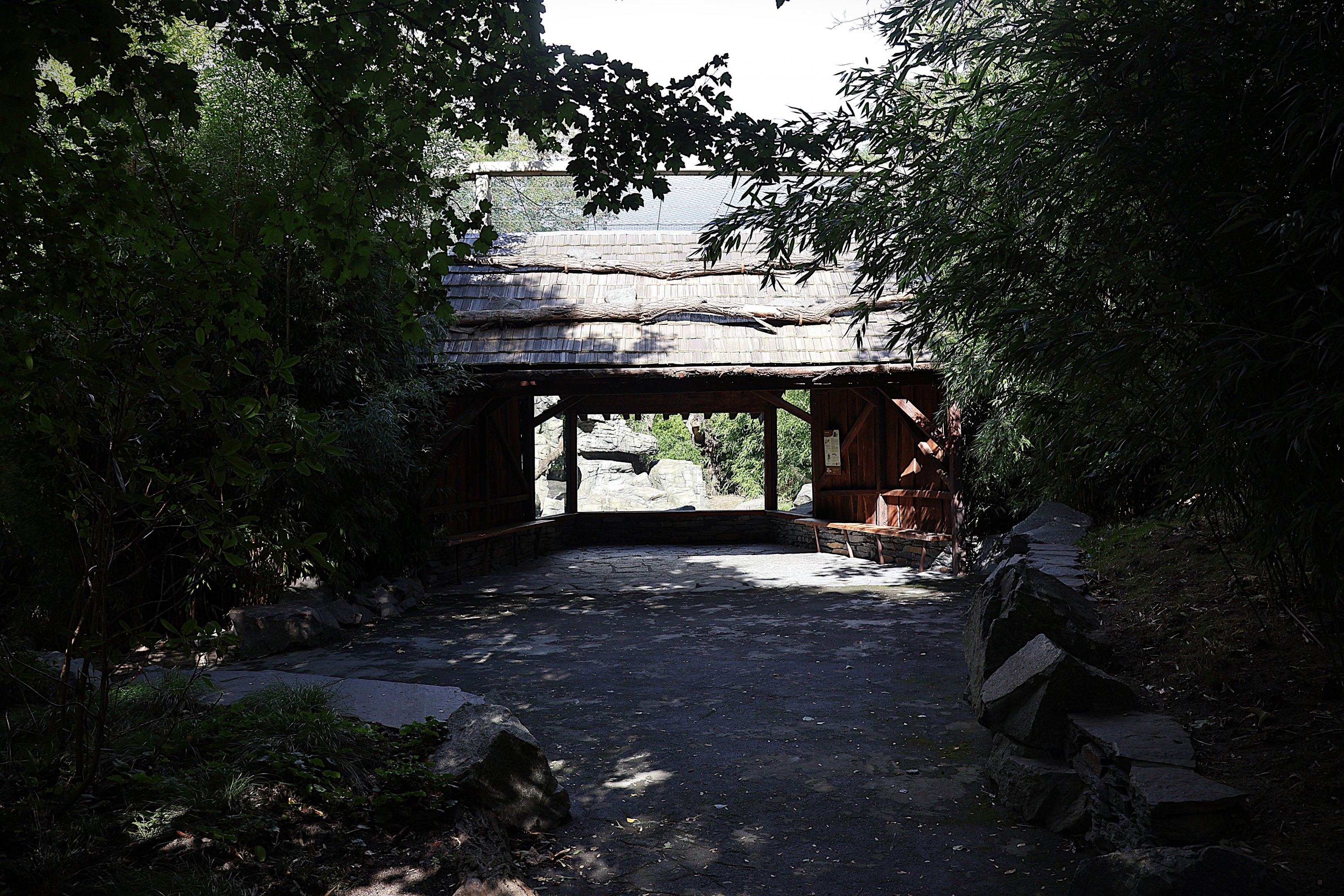 Himalaya - François' Leaf Monkey (Trachypithecus francoisi)