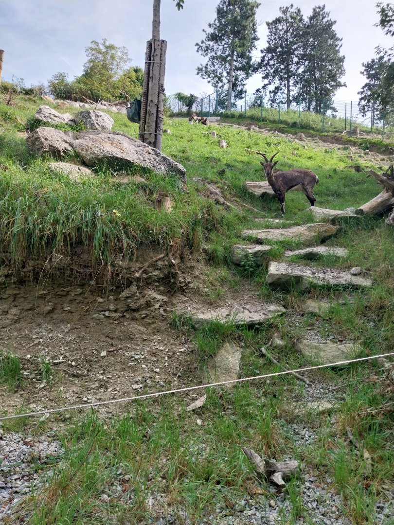 Himalaya Habitat - Blue sheep (Pseudois nayaur)