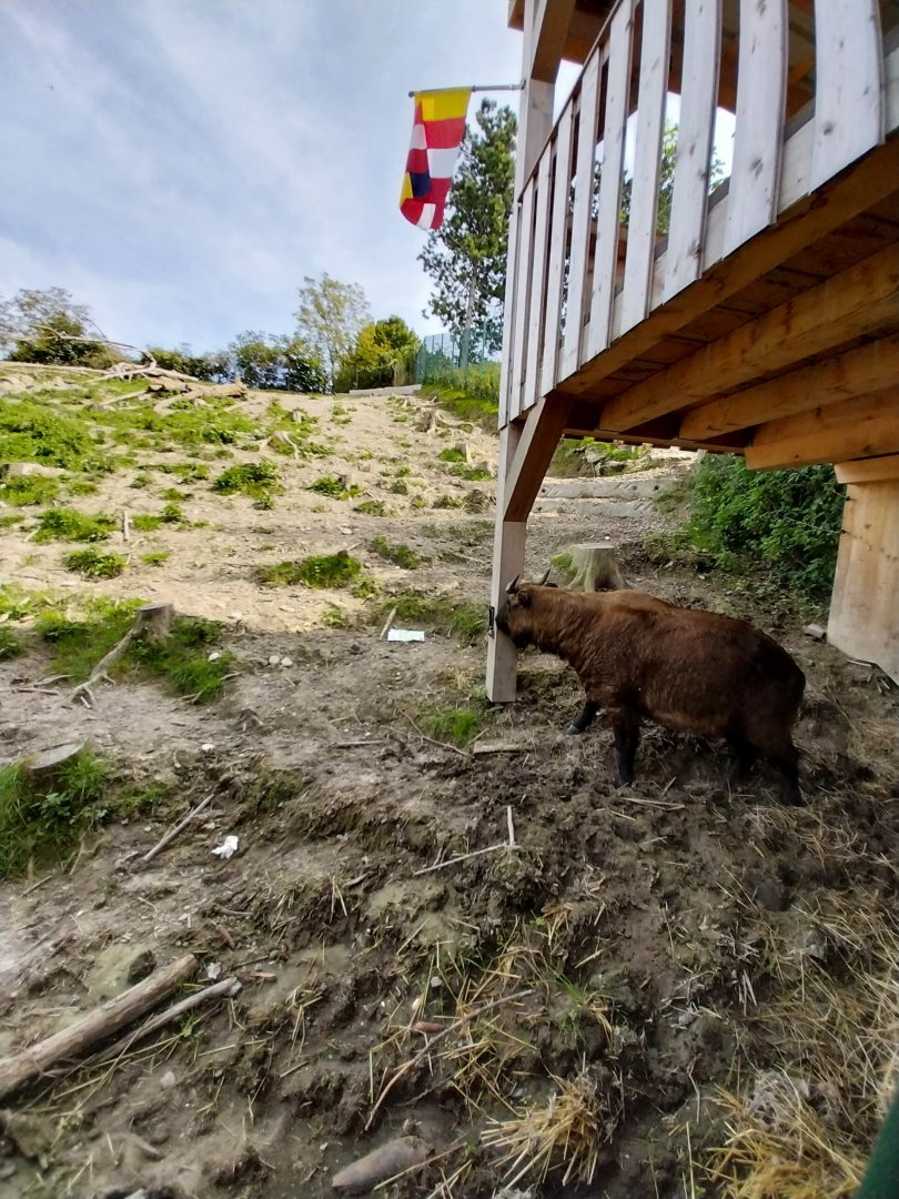 Himalaya Habitat - Mishmi takin (Budorcas taxicolor taxicolor)