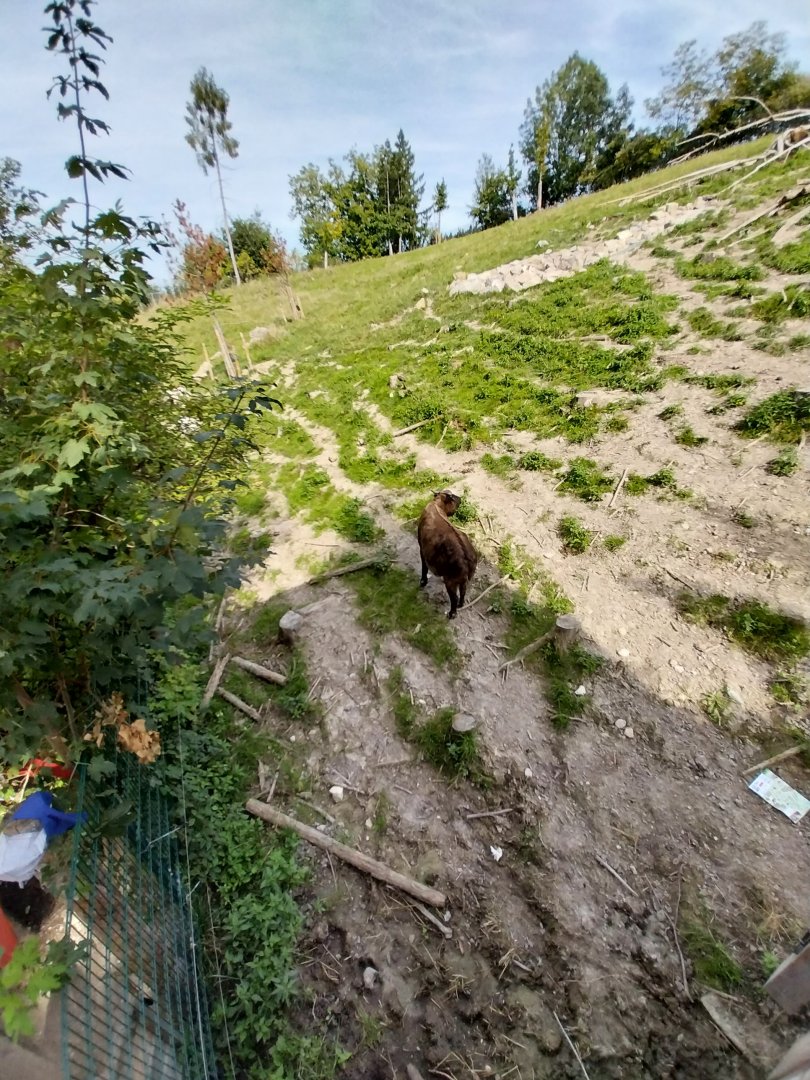 Himalaya Habitat - Mishmi takin (Budorcas taxicolor taxicolor)