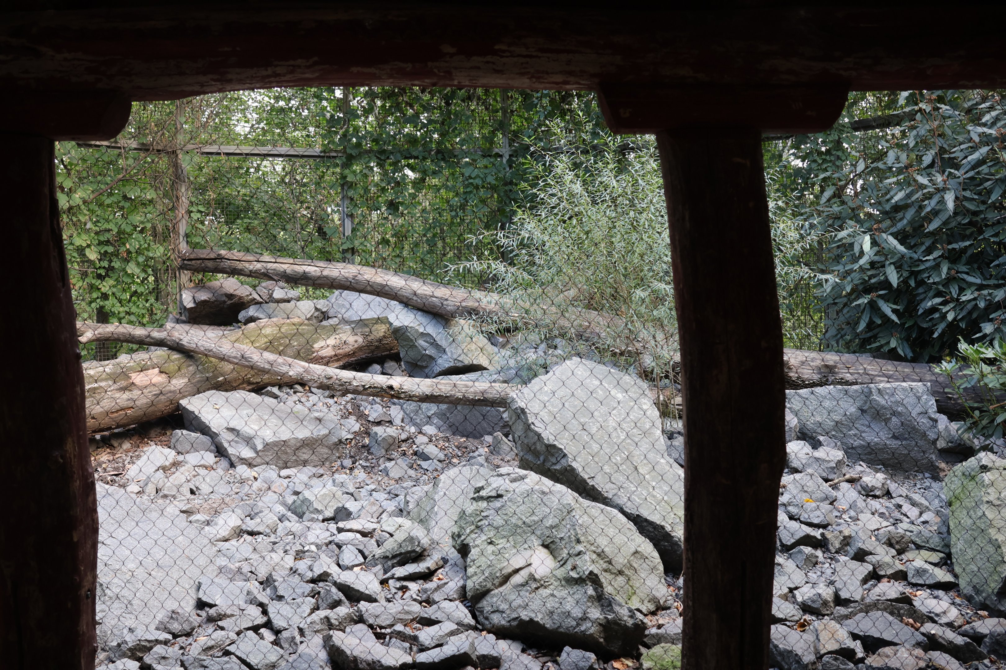 Himalaya - Himalayan Monal (Lophophorus impejanus) aviary