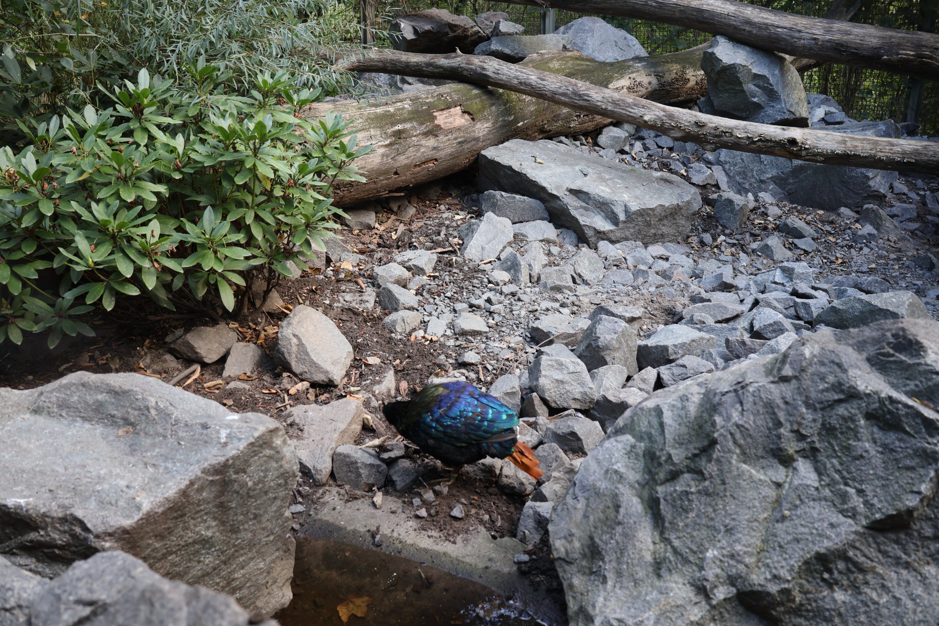 Himalaya - Himalayan Monal (Lophophorus impejanus)