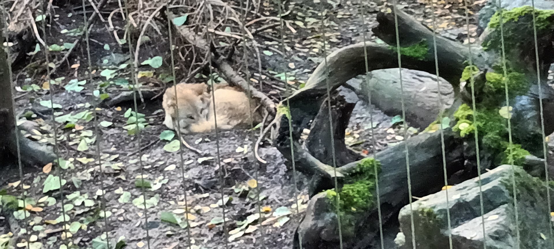 Himalaya Mongolian Wolf