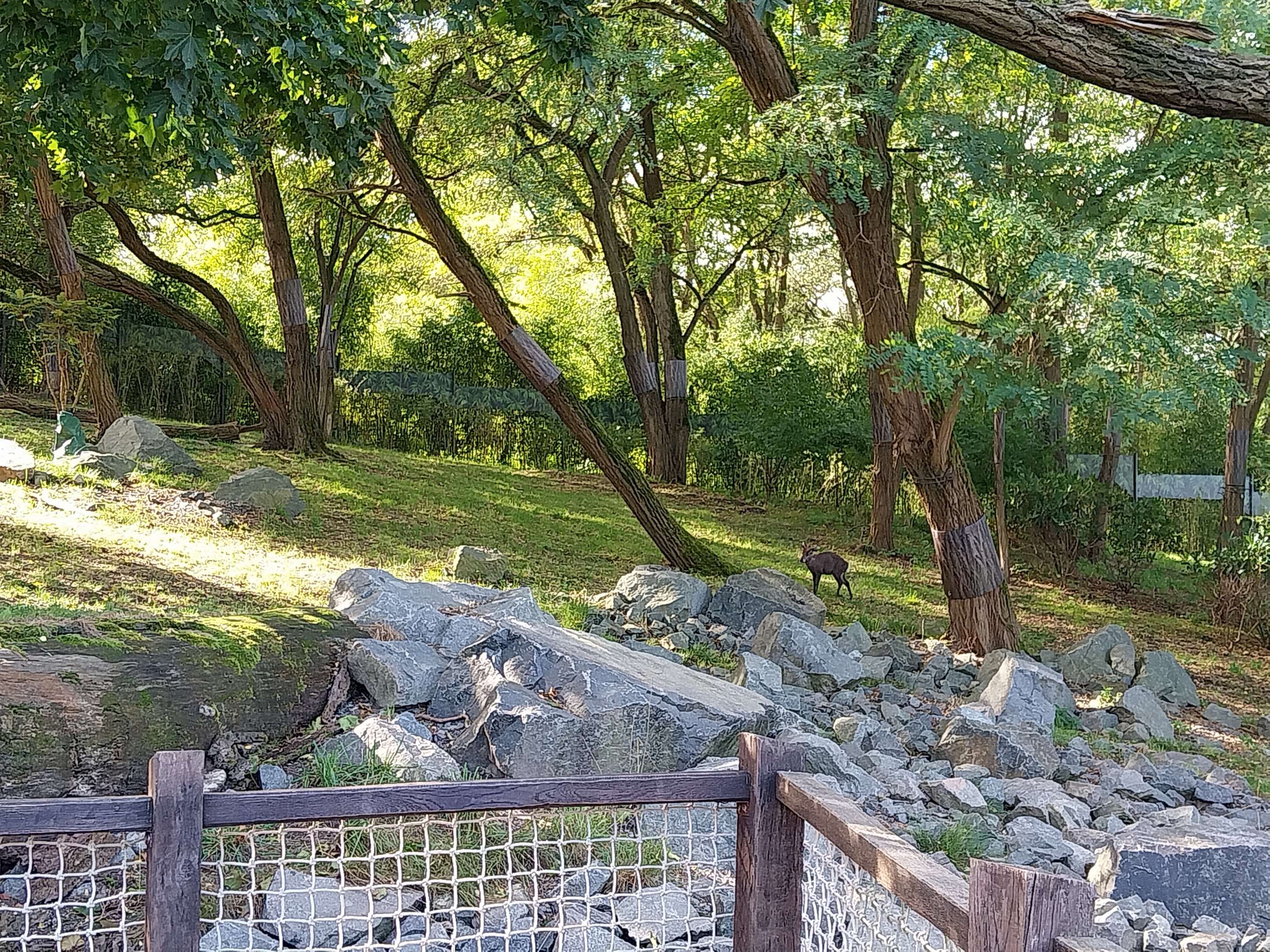 Himalaya - Nepalese Red Panda (Ailurus fulgens) and Mitchie's Tufted deer (Elaphodus cepahlophus michianus)