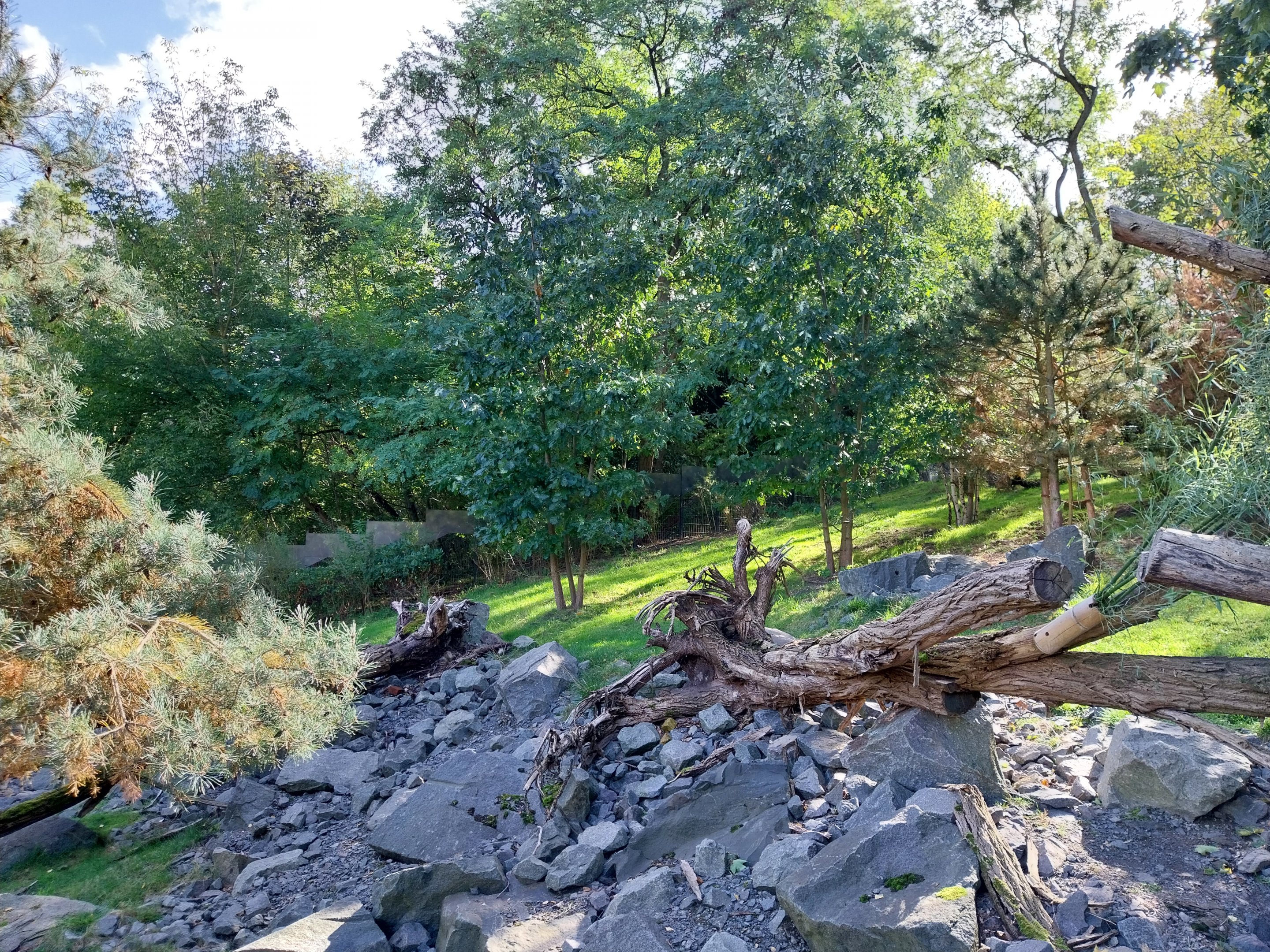 Himalaya - Nepalese Red Panda (Ailurus fulgens) and Mitchie's Tufted deer (Elaphodus cepahlophus michianus)